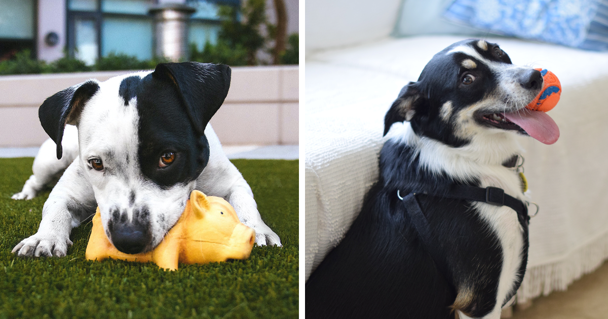 Squeaky Interactive Dog Toys for Boredom and Stimulating - Pet Clever