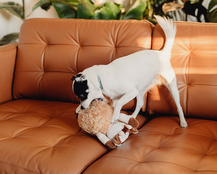 Dog biting his toy on a couch 