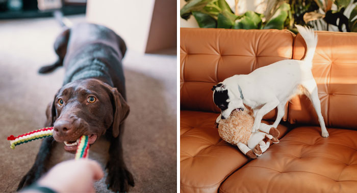 Why Dogs Shake Their Toys: Exploring Dog Toy-shaking Behavior