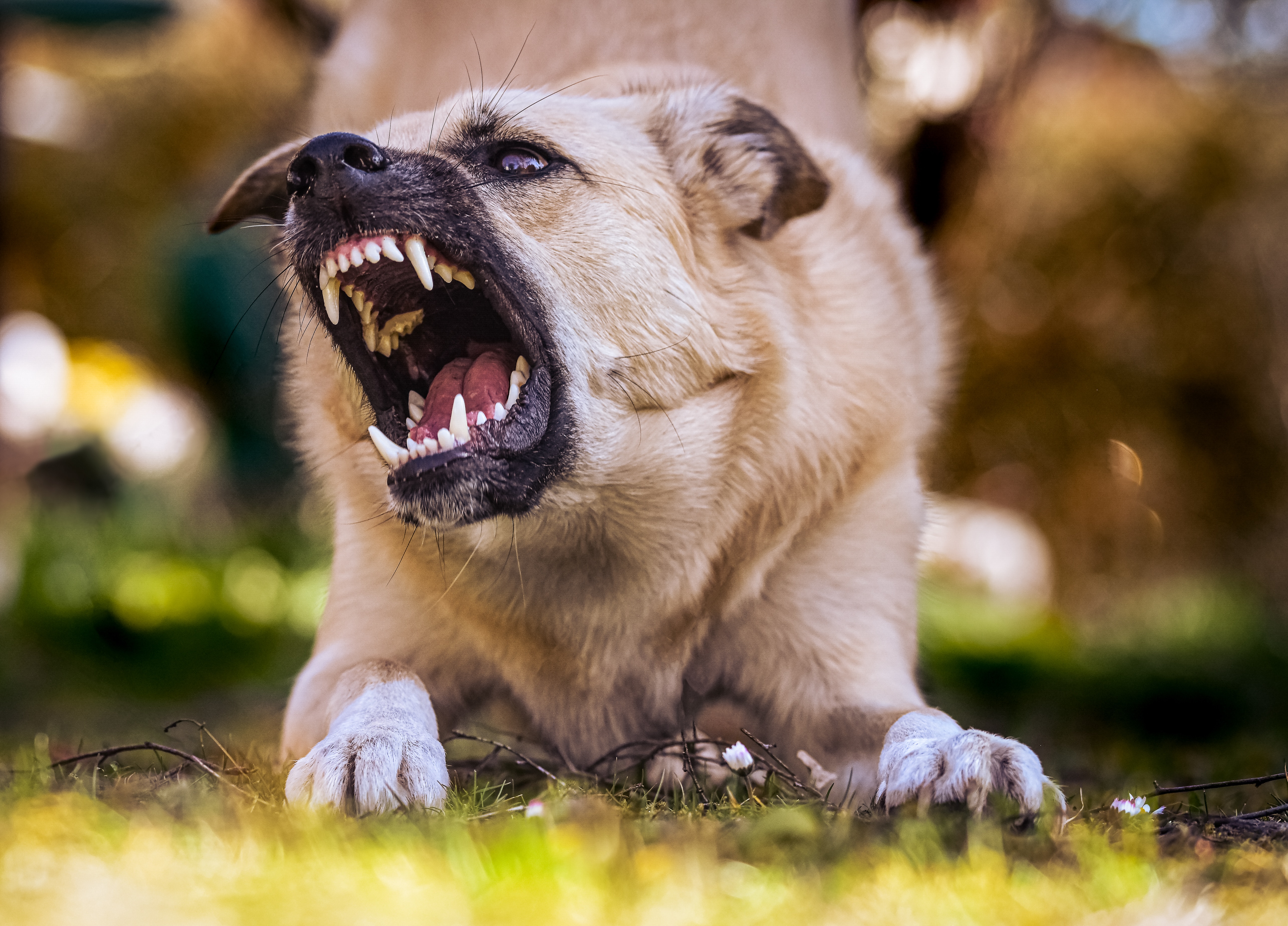 Brown angry dog in the field