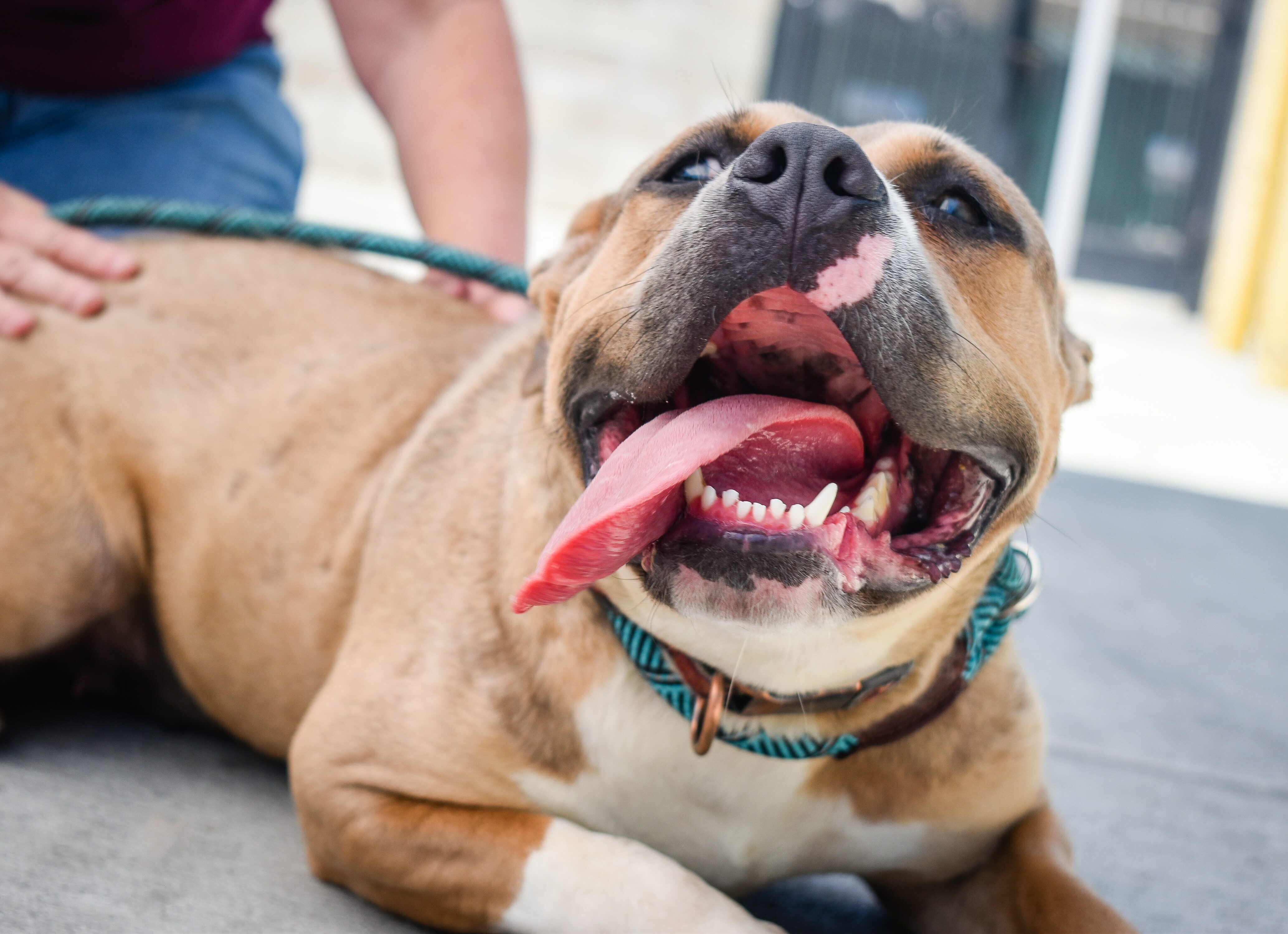 Pit bull mix shelter dog laying down with her tongue out