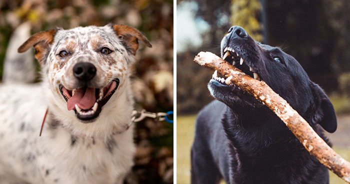 What Does It Mean When a Dog Shows Its Teeth?