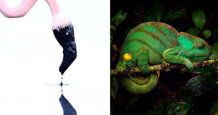 Here Are 66 Pics By The Finalists Of The European Wildlife Photographer Of The Year 2023