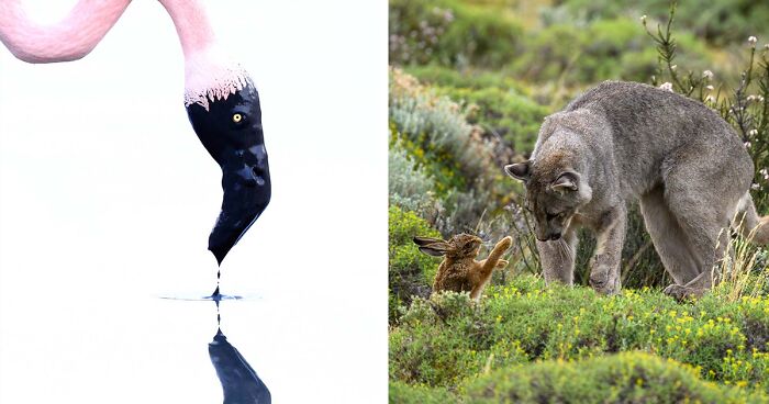 The European Wildlife Photographer Of The Year: Here Are The Best 66 Images Of 2023