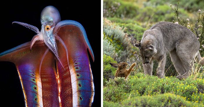 The 66 Best Wildlife Photographs Of 2023 According To GDT