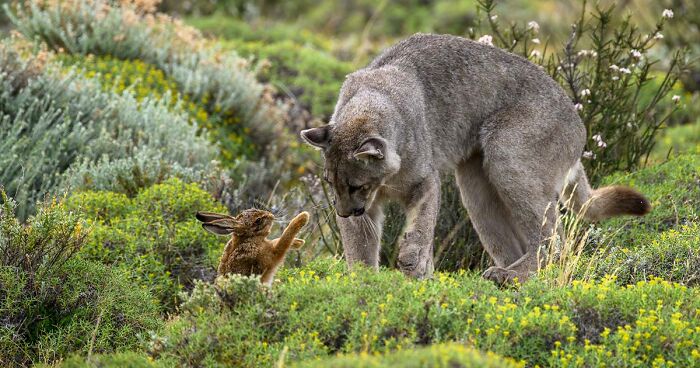 66 Pics That Made It To The Finals Of The European Wildlife Photographer Of The Year Competition