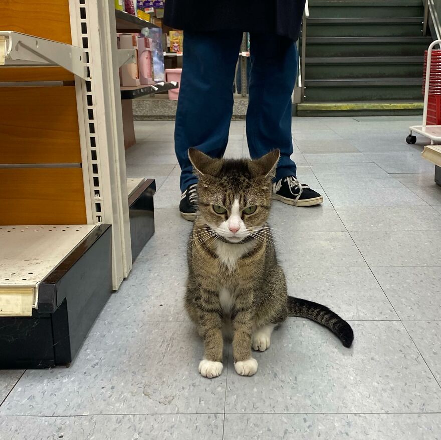 Caring For Our Furry Friends: Raising The Bar For Bodega Cat Care