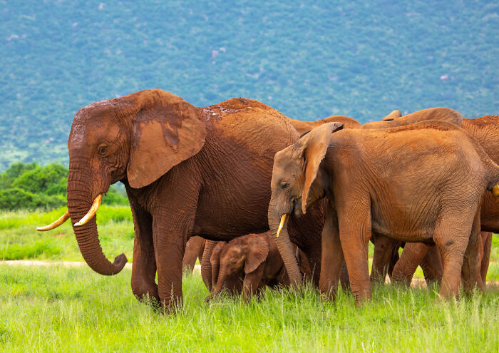 Incredible pictures capture rare 'Elephant Queen' in Kenya