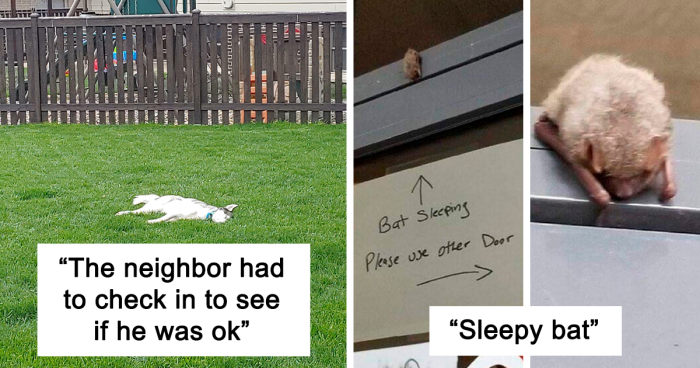 97 Tired Animals Trying To Get Some Sleep, As Shared By This Online Community