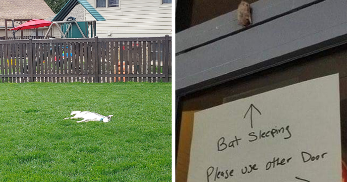 97 Times People Noticed Animals Enjoying A Nap And Just Had To Take A Picture