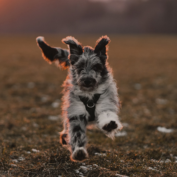 Aussiedoodle running 