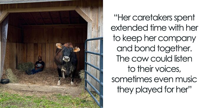 This Blind Cow Rescued From A Dairy Farm Keeps Showing Her Affection To Her Caretakers