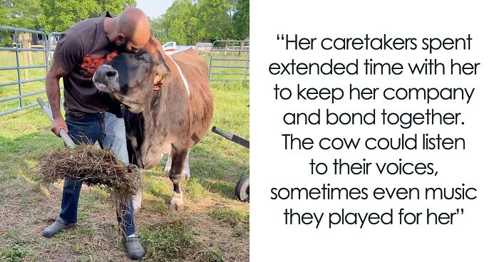 Meet Helen, The Blind Cow Rescued From A Dairy Farm Who Can’t Stop Cuddling With Her New Caretakers