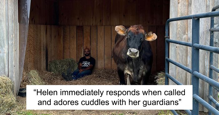 After 19 Years At A Dairy Farm, A Blind Cow Got Rescued And Now Adores Snuggles With Her Humans