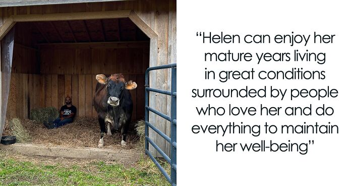 This Blind Cow Got A Second Chance At Life And Keeps Showing Her Affection To Her Human Rescuers