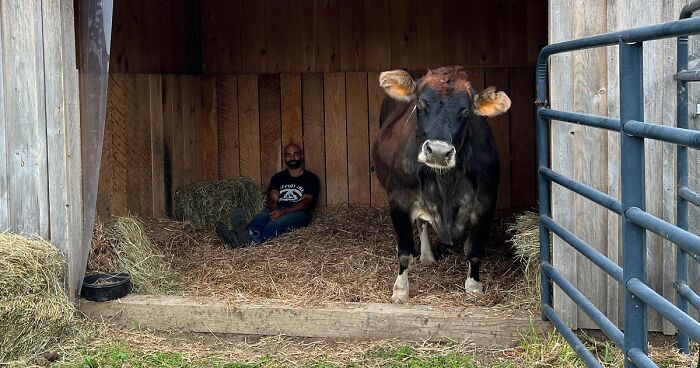 This 19-Year-Old Blind Cow Refuses To Stop Cuddling With Her Rescuers