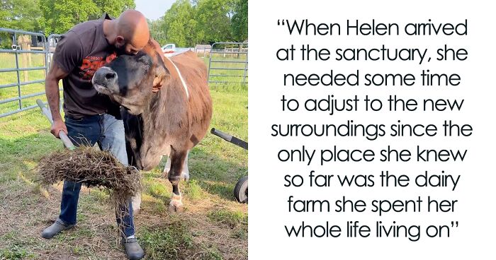 Blind Cow Got Rescued From A Dairy Farm And Now She’s Loving Her New Life And Her Caretakers