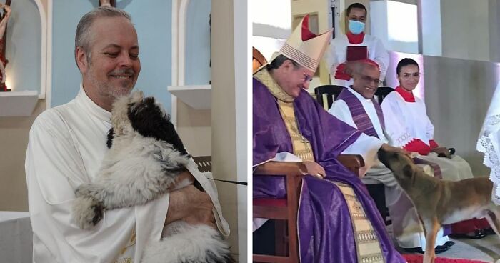 This Kind Priest In Brazil Brings Stray Dogs To Mass So They Can Find New Families (21 New Pics)