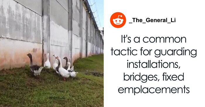 Brazilian Prison Replaces Guard Dogs With “Geese Agents” As “More Affordable” Surveillance Method