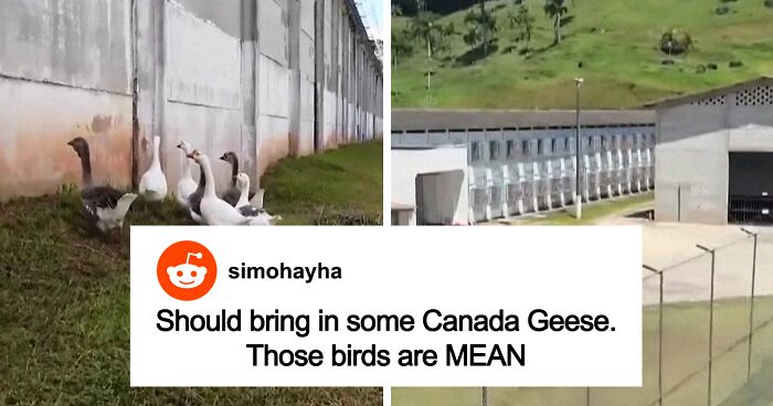 Guard Dogs Replaced By “Geese Agents” To Patrol The Borders Of This Brazilian Jail