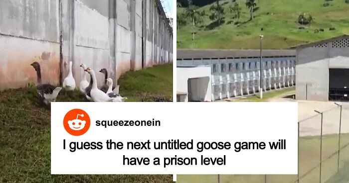 Gaggle Of “Geese Agents” With “Piercing Honks” Replace Guard Dogs At A Prison In Brazil