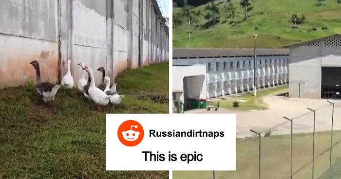 “This Is Epic”: Geese Replace Dogs As Patrol Animals In This Brazilian Prison