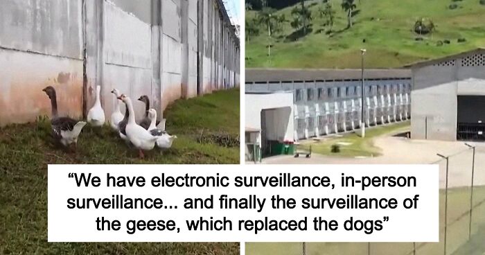 Geese Patrol Prison In Brazil After Replacing Guard Dogs, The Method Is “More Affordable”