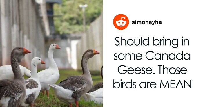 “They Are Instinctively Protective”: Geese Replace Security Guards At A Brazilian Prison