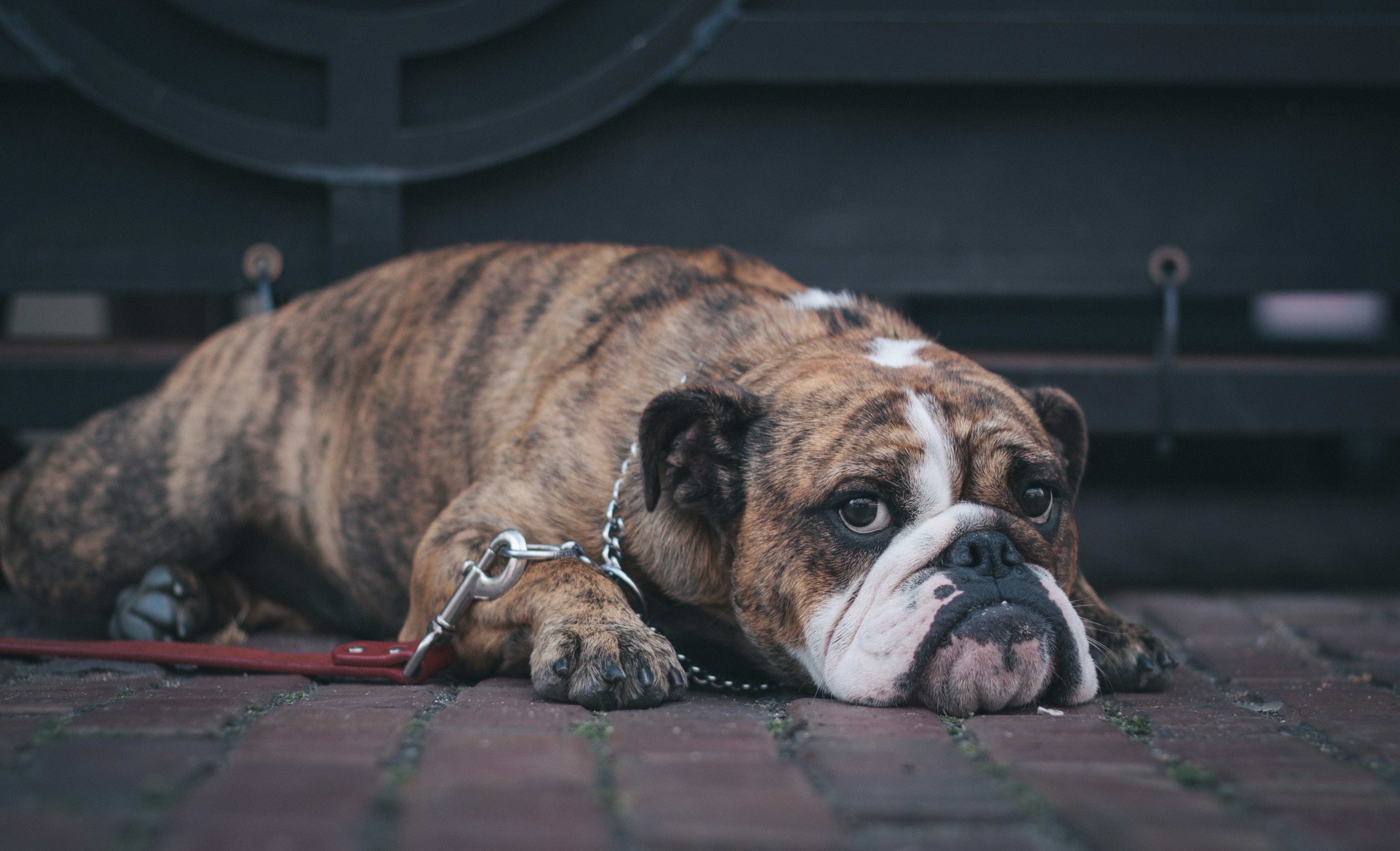 dog lying on the earth