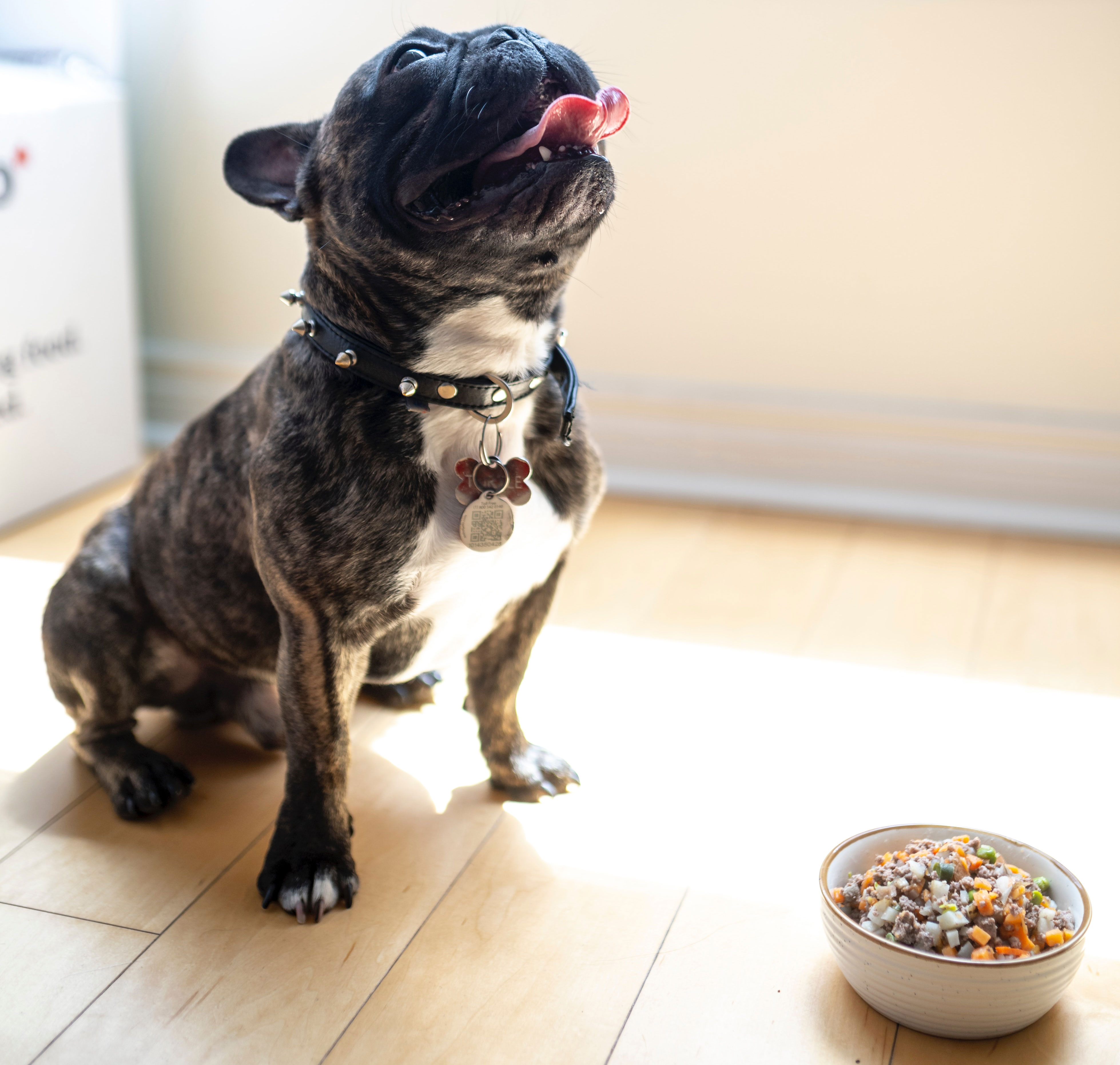 dog near the bowl with food