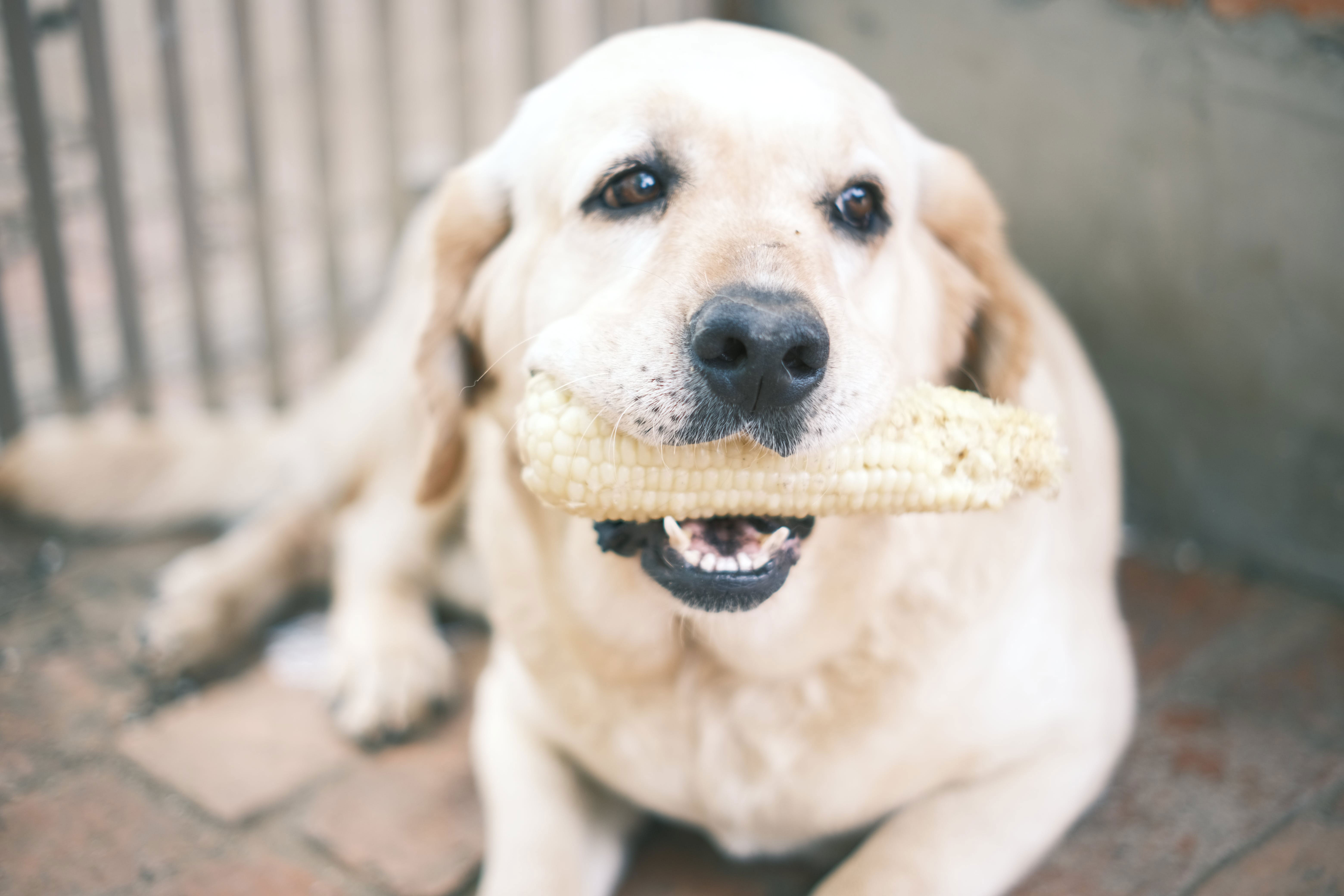 labrador retriever with corn