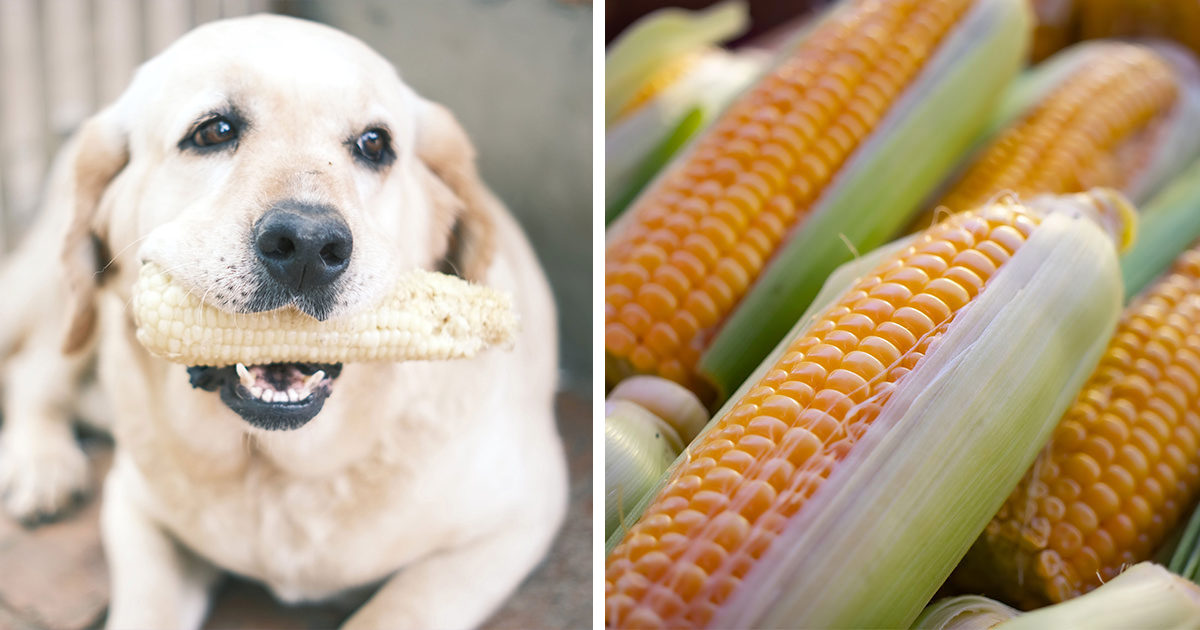 Dog eat corn cob sale