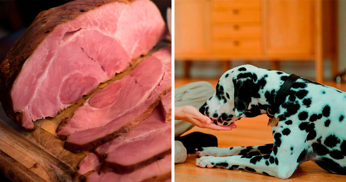 Can Dogs Eat Ham? What You Need to Know