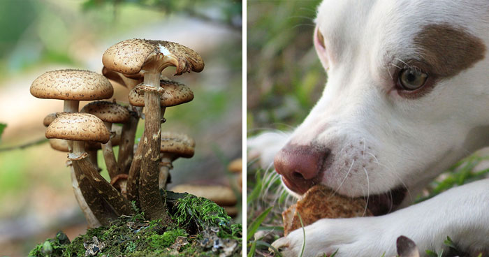 Can Dogs Eat Mushrooms? Understanding Mushroom Toxicity in Dogs