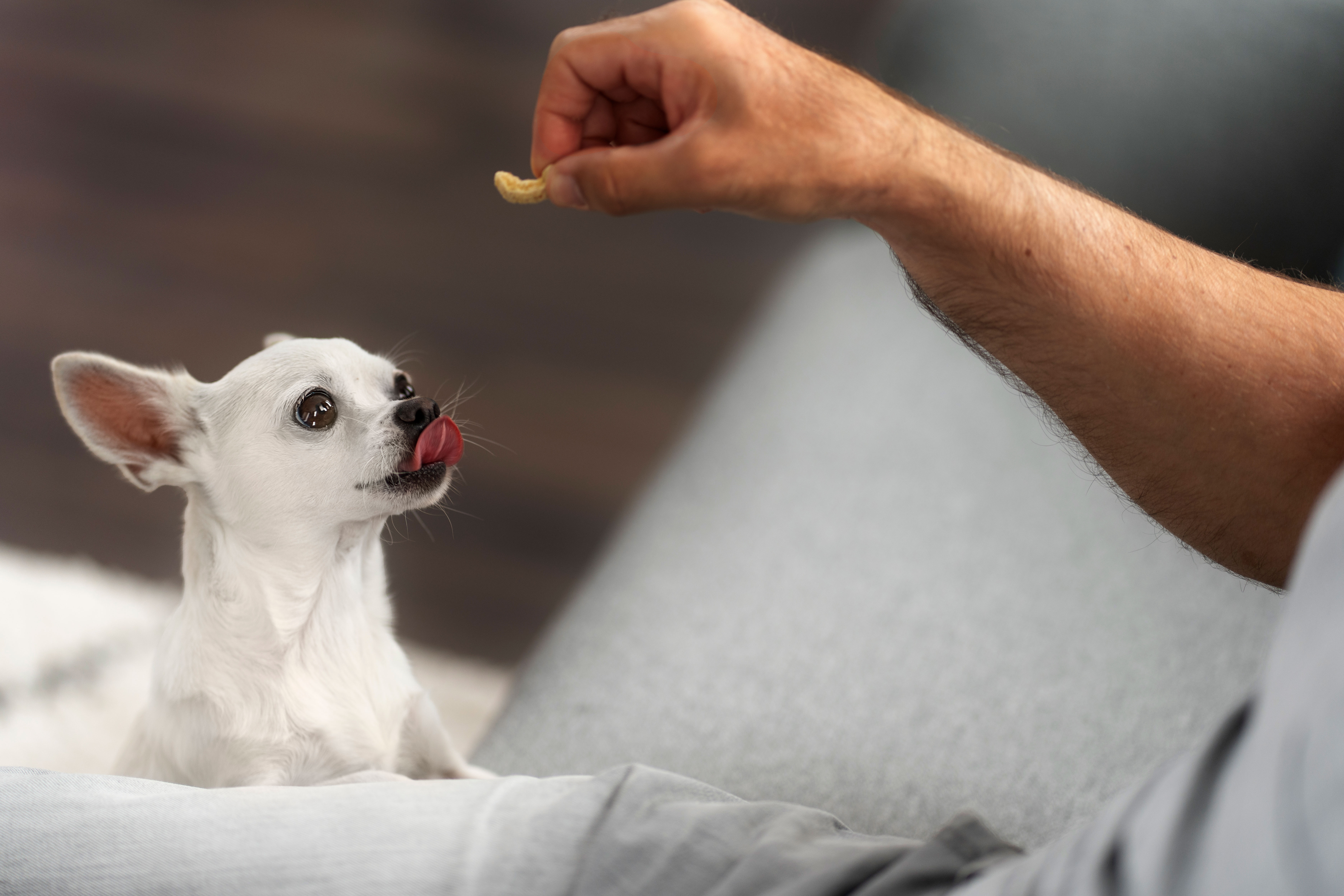 view adorable chihuahua dog getting some treats