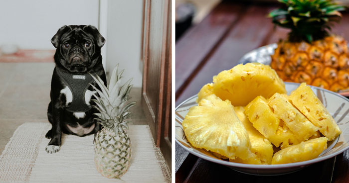 Can Dogs Eat Pineapple: Everything You Need to Know