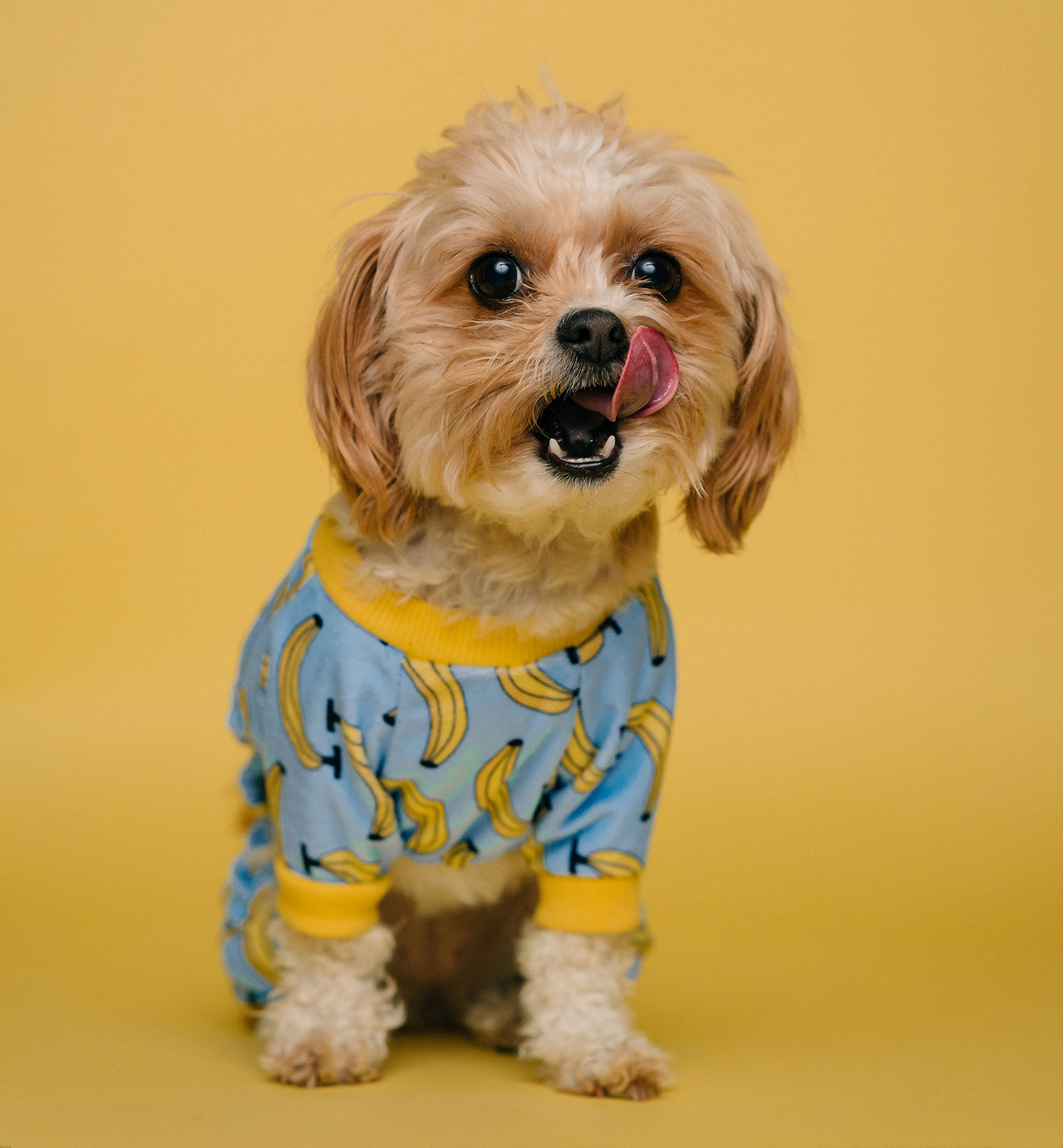 a small dog wearing blue and yellow shirt