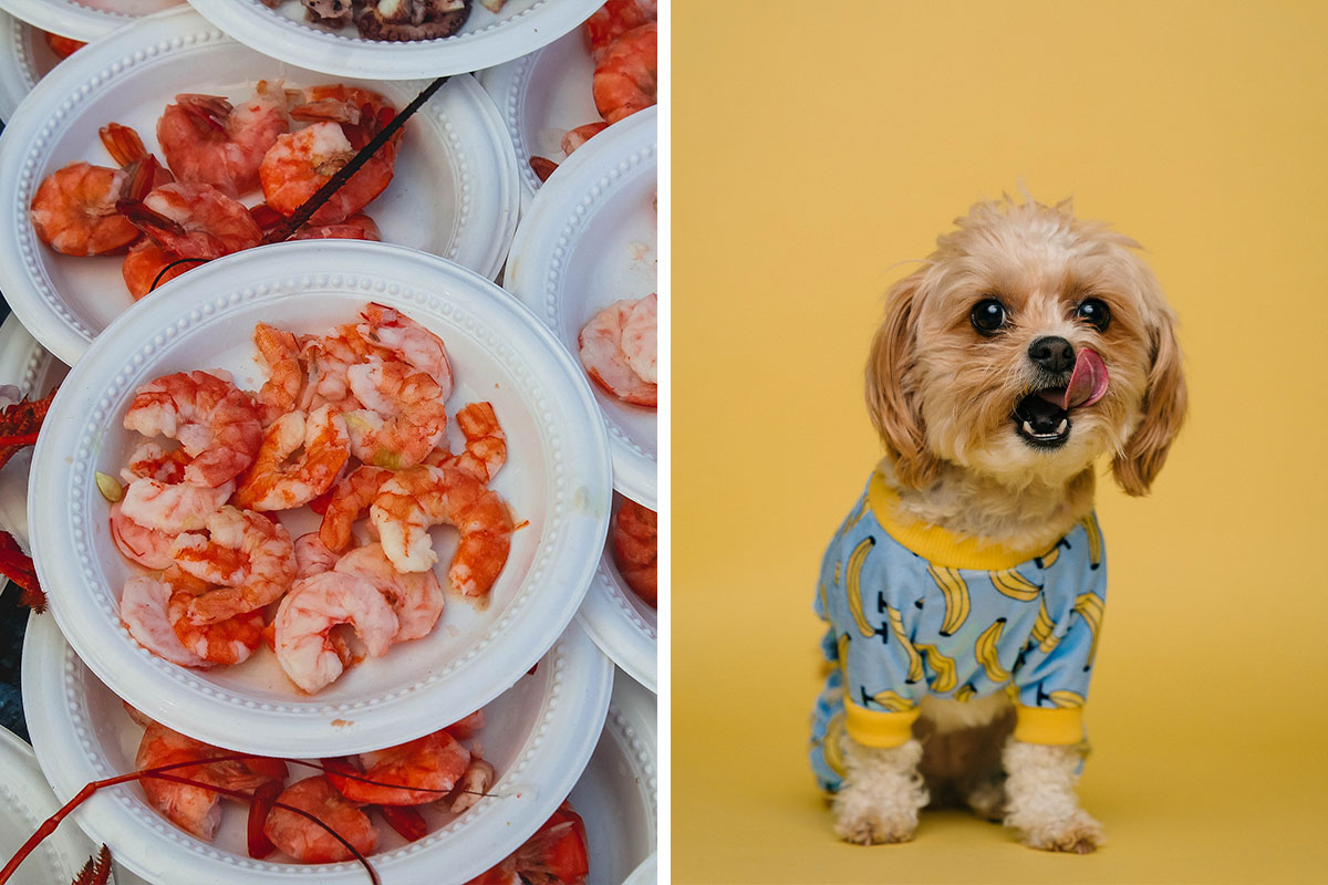 Can my on sale dog eat shrimp