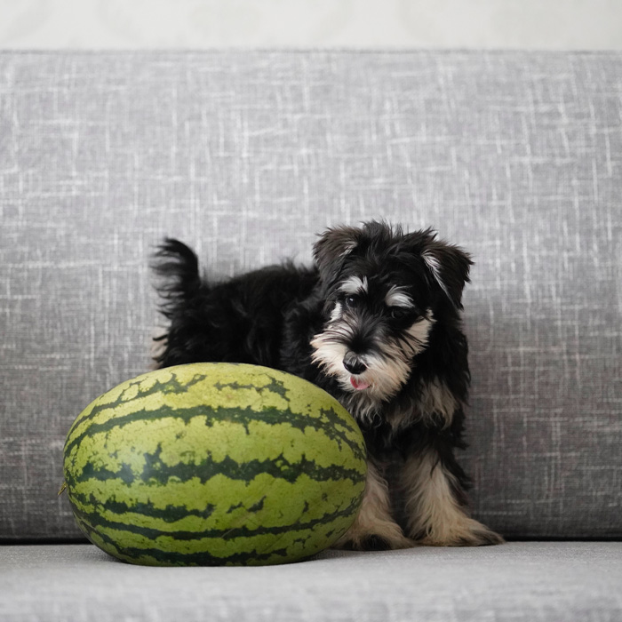 Will watermelon clearance hurt dogs