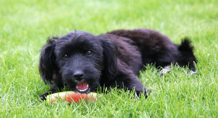 Dog eating watermelon 