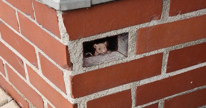 70 Of David Zinn’s Playful Doodled Creatures Lurking In Various Random Places (New Pics)