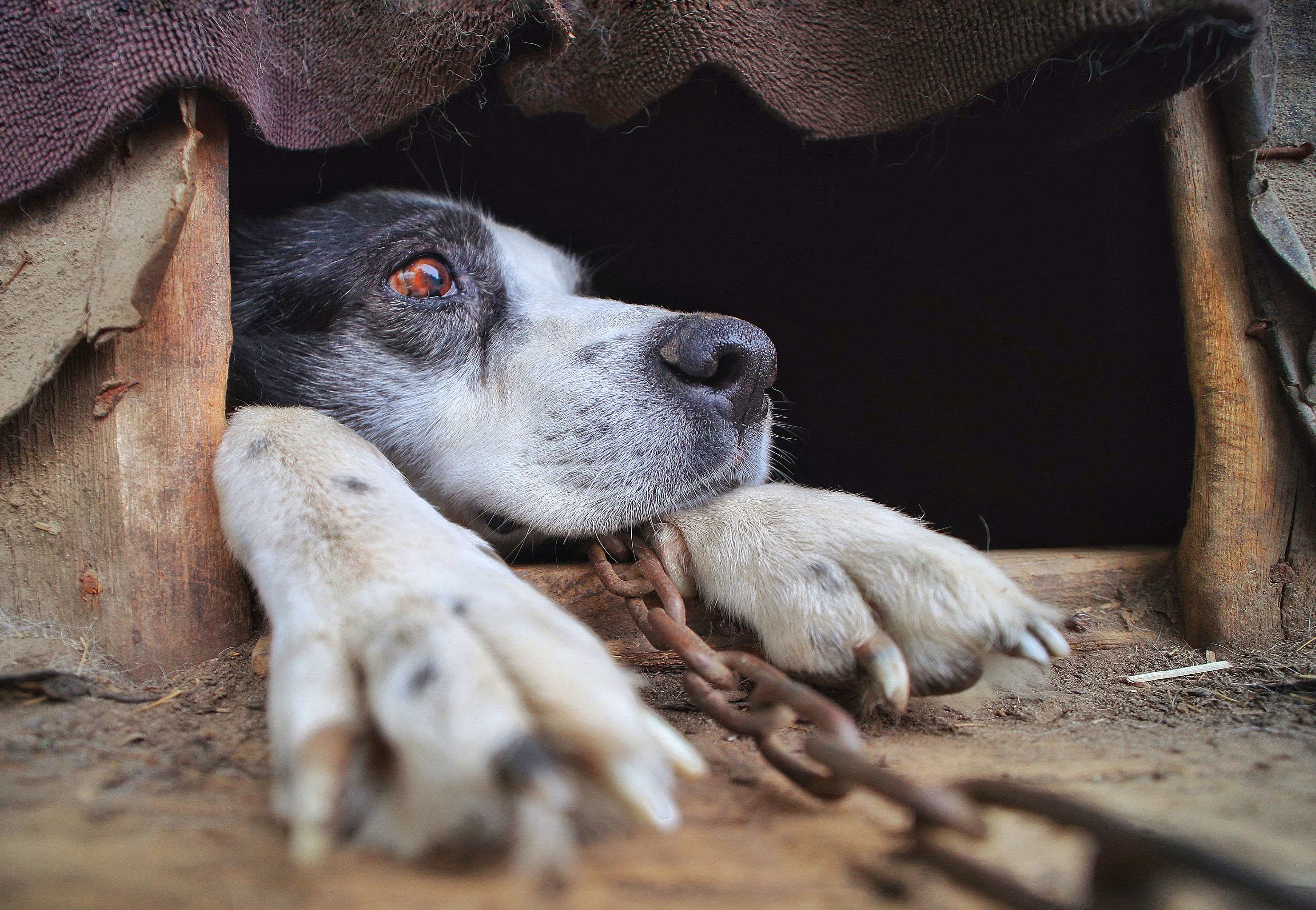 a close up of a dog with his paw 