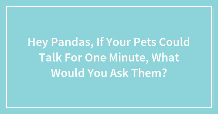 Hey Pandas, If Your Pets Could Talk For One Minute, What Would You Ask Them? (Closed)