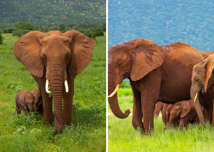 I Saw A Rare Pair Of African Twin Elephants Born In Kenya