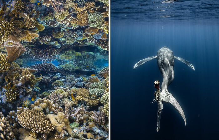 Hey Pandas, Post A Picture Of An Underwater Place That You Love (Closed)