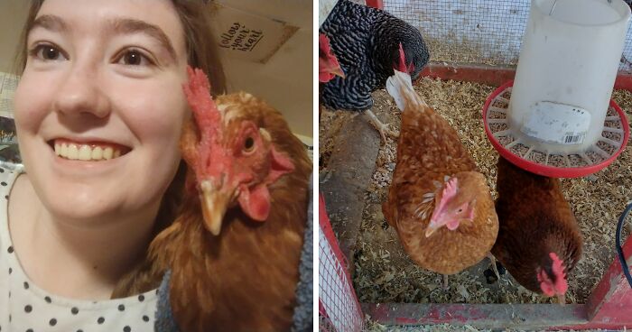 I’m So Happy I Grew Up With Chickens, Here Is My Story