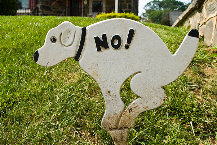 Dog pooping on grass