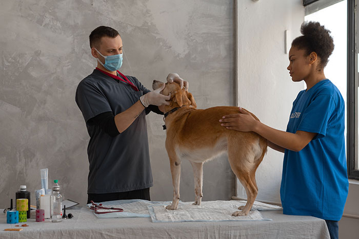 A Doctor Looking the Dog