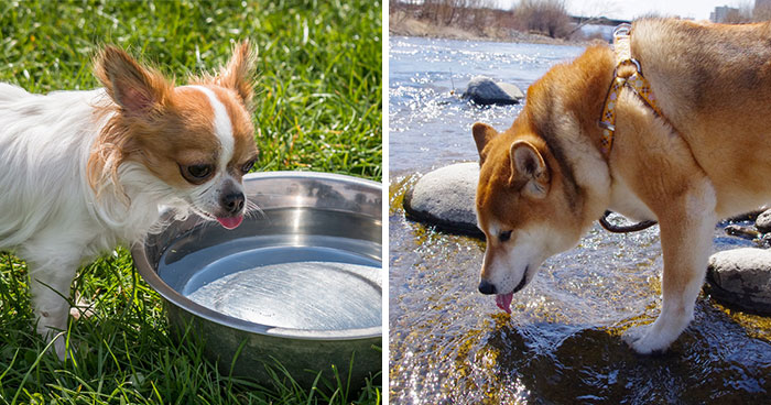 Why Is My Dog Drinking a Lot of Water: All Reasons Explained