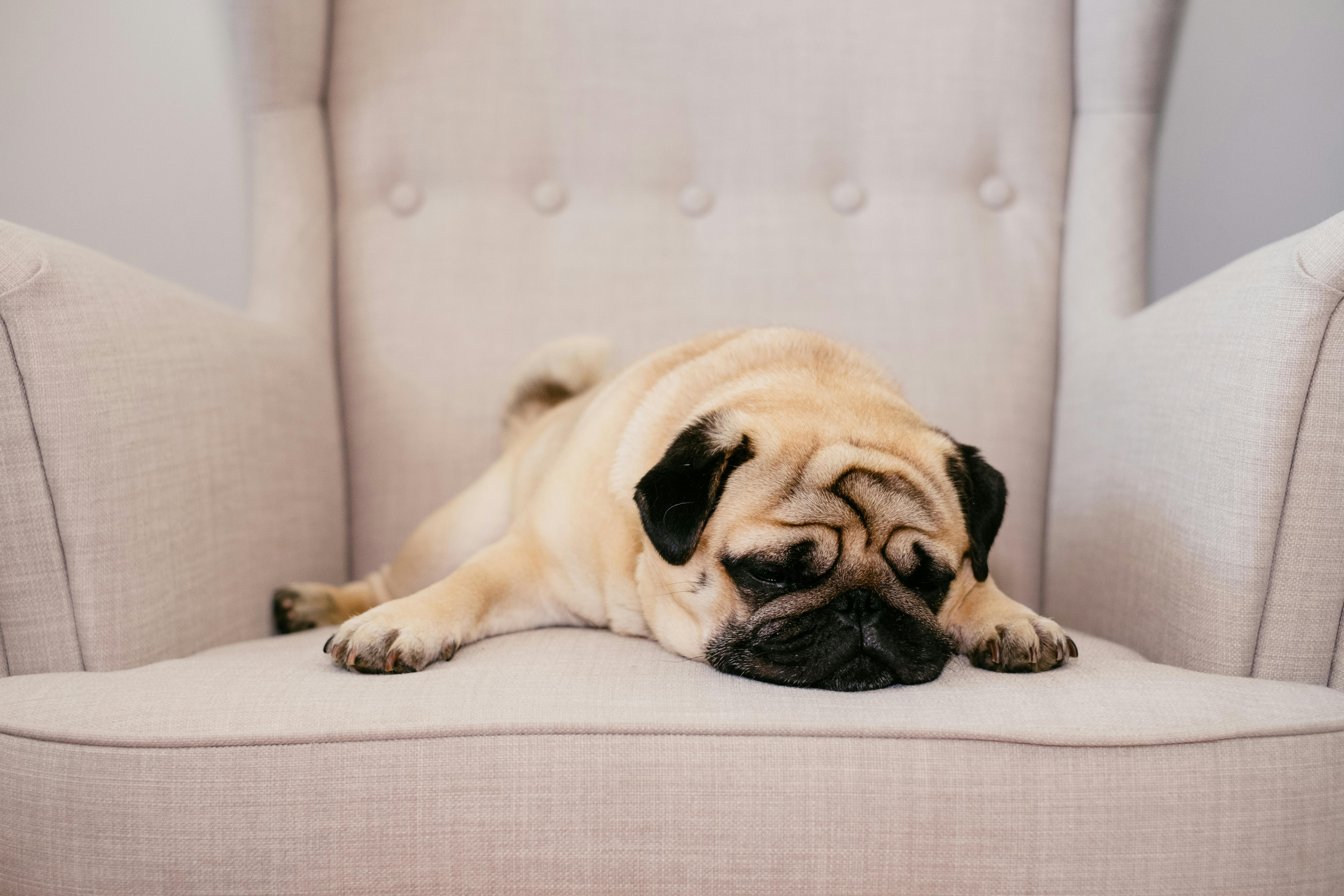 pug sleeping in the armchair